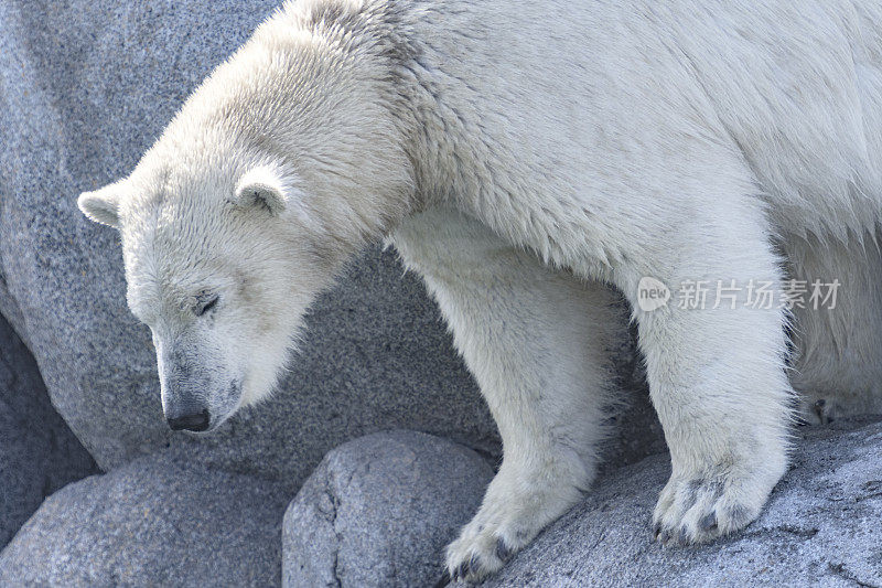 北极熊(Ursus maritimus)站在靠近水边的岩石上